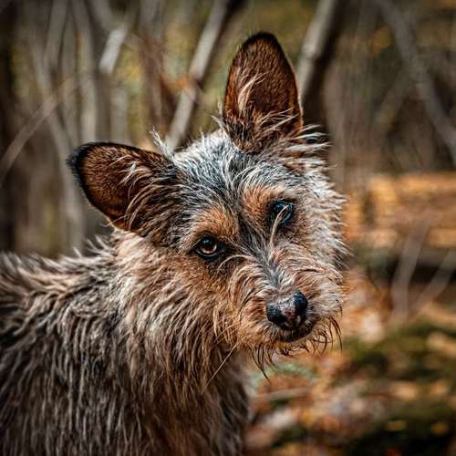 Hundeauslaufgebiet-Anima Lumarys-Bild