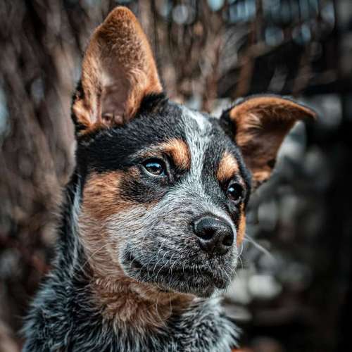 Hundeauslaufgebiet-Anima Lumarys-Bild