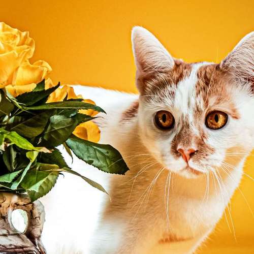 Hundeauslaufgebiet-Anima Lumarys-Bild