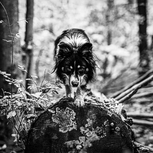 Hundeauslaufgebiet-Anima Lumarys-Bild