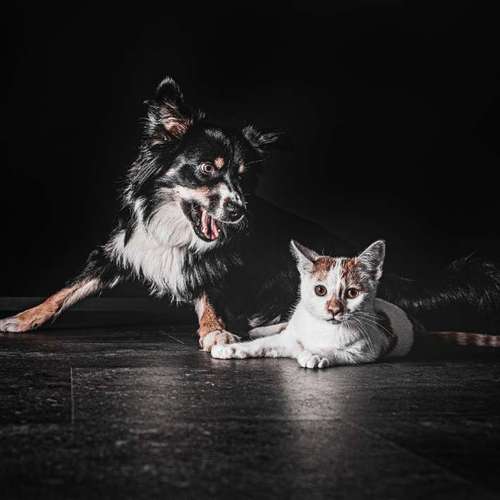 Hundeauslaufgebiet-Anima Lumarys-Bild