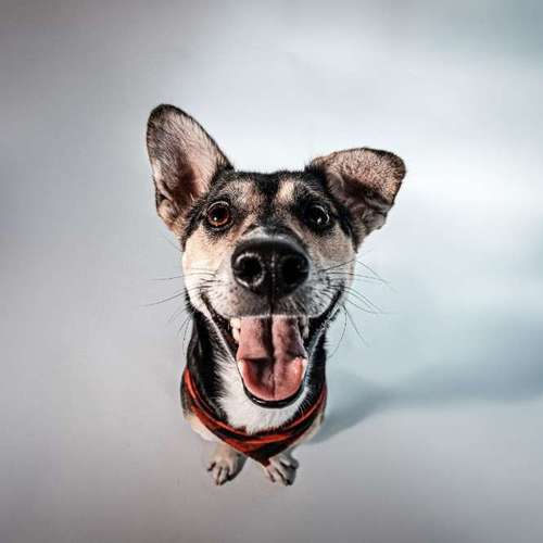 Hundeauslaufgebiet-Anima Lumarys-Bild