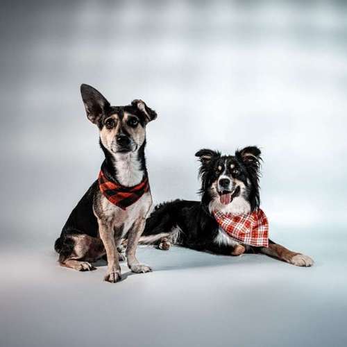 Hundeauslaufgebiet-Anima Lumarys-Bild