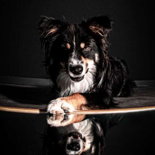 Hundeauslaufgebiet-Anima Lumarys-Bild