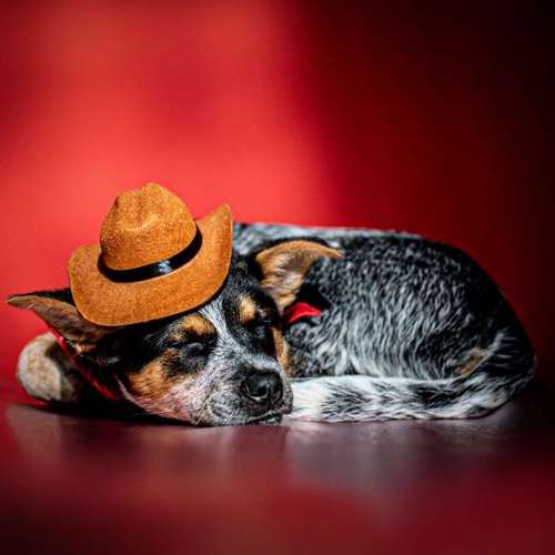 Hundeauslaufgebiet-Anima Lumarys-Bild