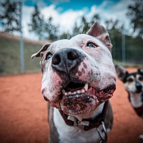 Hundeauslaufgebiet-Anima Lumarys-Bild