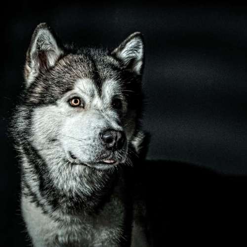 Hundeauslaufgebiet-Anima Lumarys-Bild