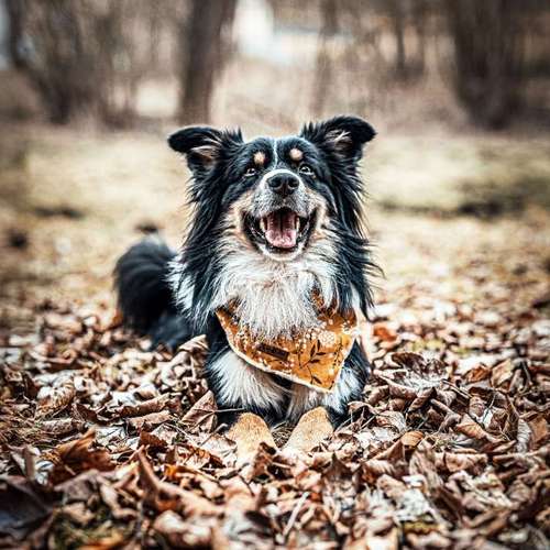 Hundeauslaufgebiet-Anima Lumarys-Bild