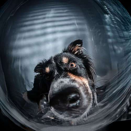 Hundeauslaufgebiet-Anima Lumarys-Bild