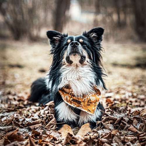 Hundeauslaufgebiet-Anima Lumarys-Bild