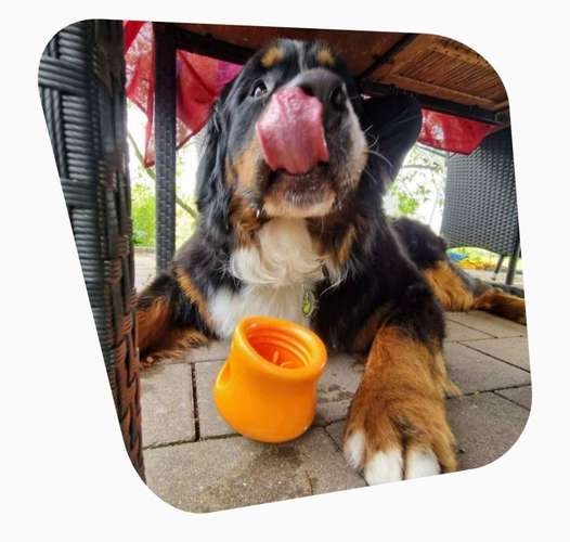 Hundeauslaufgebiet-napfverliebt - Ernährungsberatung für Hunde-Bild