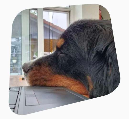 Hundeauslaufgebiet-napfverliebt - Ernährungsberatung für Hunde-Bild