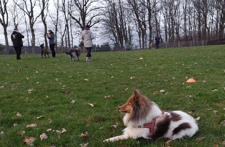 Hundeauslaufgebiet-VdH Hettenrodt-Bild