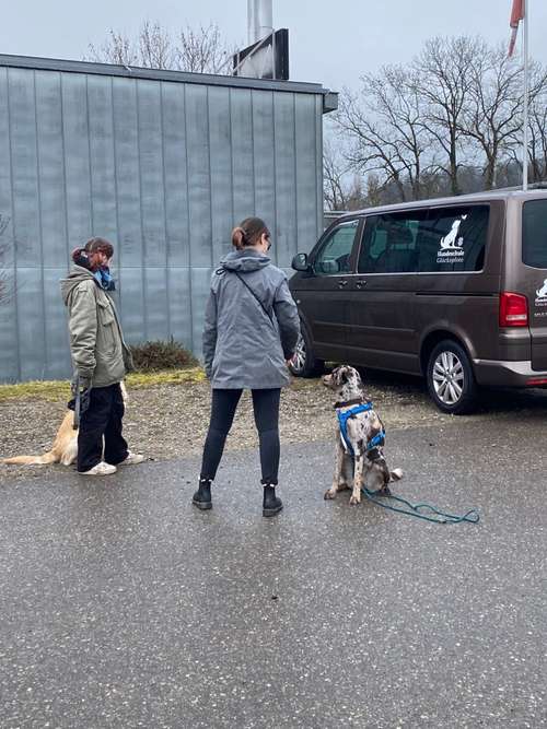 Hundeauslaufgebiet-Hundeschule Glückspfote-Bild