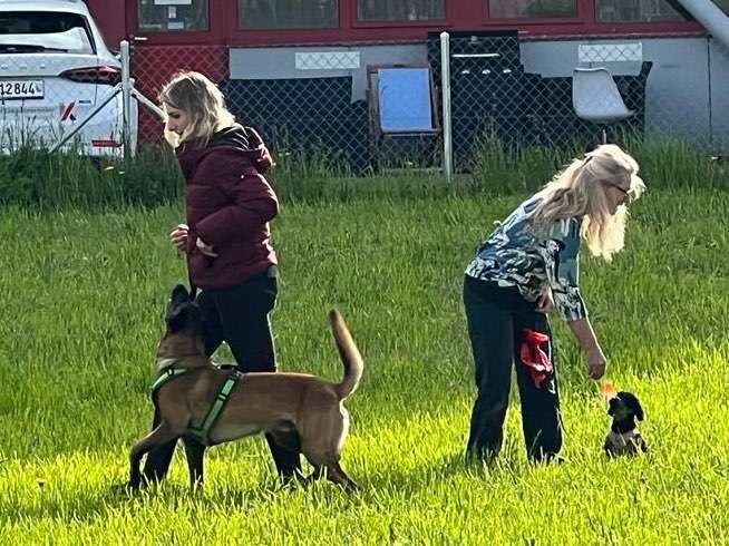 Hundeauslaufgebiet-Hundeschule Glückspfote-Bild