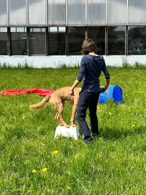 Hundeauslaufgebiet-Hundeschule Glückspfote-Bild