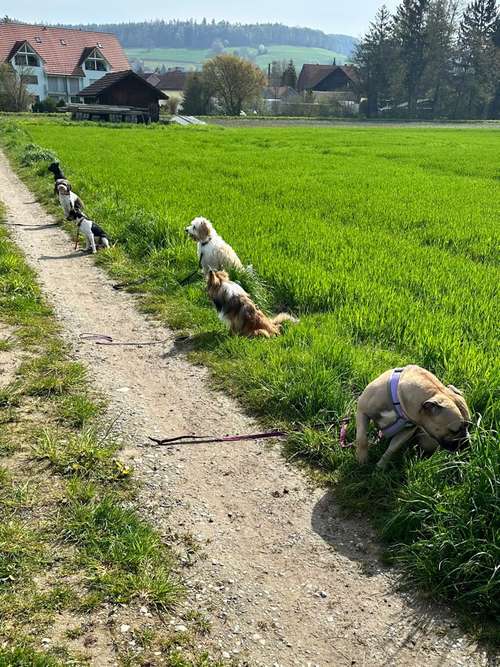 Hundeauslaufgebiet-Hundeschule Glückspfote-Bild