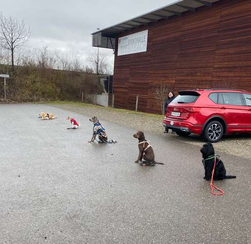 Hundeauslaufgebiet-Hundeschule Glückspfote-Bild