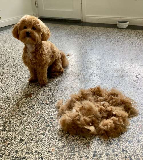 Hundeauslaufgebiet-Bella & Bello Groomery Eppendorf-Bild