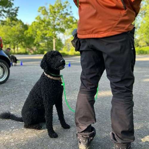 Hundeauslaufgebiet-CANIUM | Hundezentrum-Bild