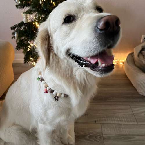 Hundeauslaufgebiet-Barks&Blooms-Bild