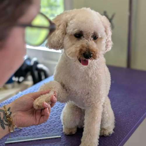 Hundeauslaufgebiet-Hundefriseur Ins KORBchen!-Bild