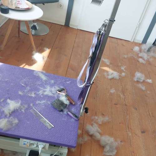 Hundeauslaufgebiet-Hundefriseur Ins KORBchen!-Bild