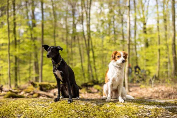 Hundeauslaufgebiet-Pfoten & Partner-Bild