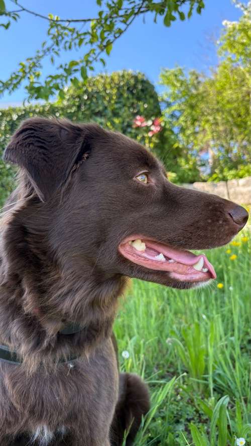 Hundeauslaufgebiet-Evas Reico Vital Systeme-Bild