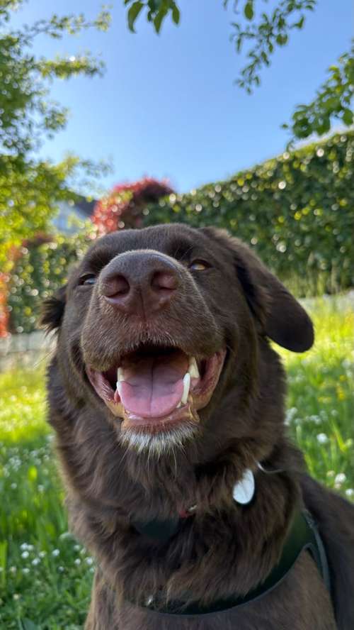Hundeauslaufgebiet-Evas Reico Vital Systeme-Bild