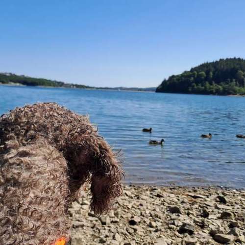 Hundeauslaufgebiet-Aus Liebe zum Hund-Bild