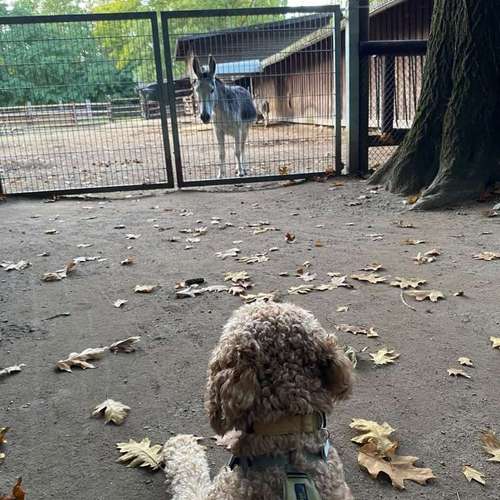Hundeauslaufgebiet-Aus Liebe zum Hund-Bild