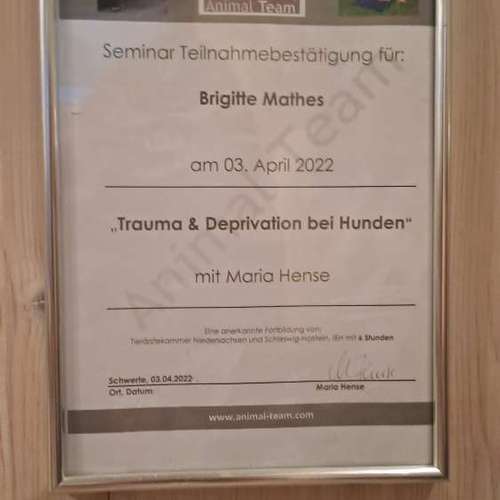 Hundeauslaufgebiet-Aus Liebe zum Hund-Bild