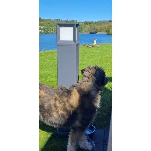 Hundeauslaufgebiet-Aus Liebe zum Hund-Bild