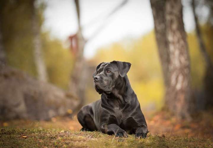 Hundeauslaufgebiet-Anica Fotografie-Bild