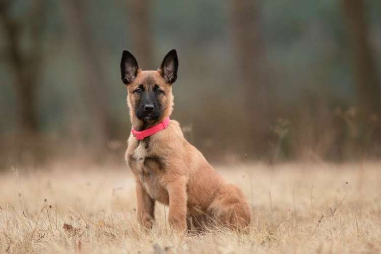 Hundeauslaufgebiet-Anica Fotografie-Bild