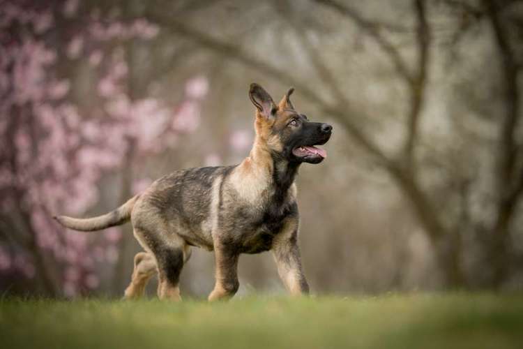 Hundeauslaufgebiet-Anica Fotografie-Bild