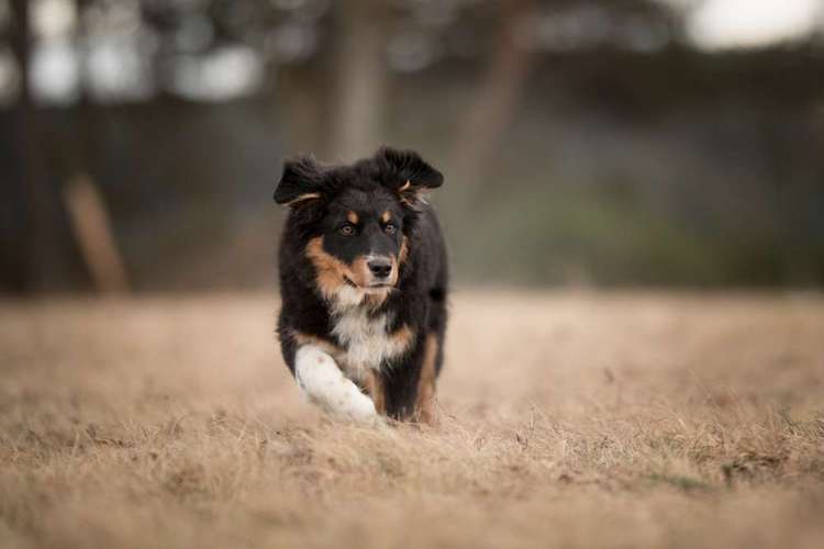 Hundeauslaufgebiet-Anica Fotografie-Bild