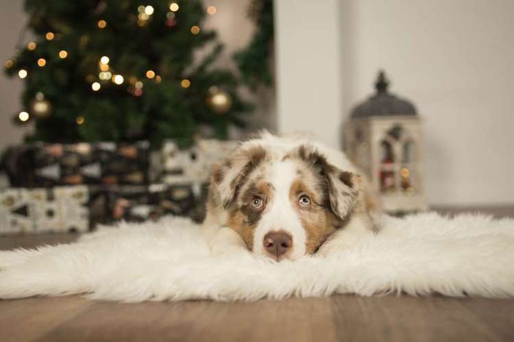 Hundeauslaufgebiet-Anica Fotografie-Bild