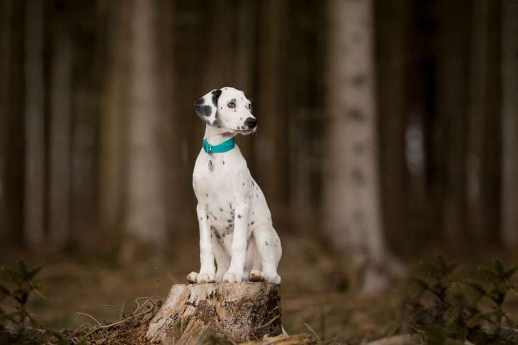 Hundeauslaufgebiet-Anica Fotografie-Bild