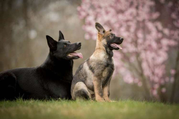 Hundeauslaufgebiet-Anica Fotografie-Bild