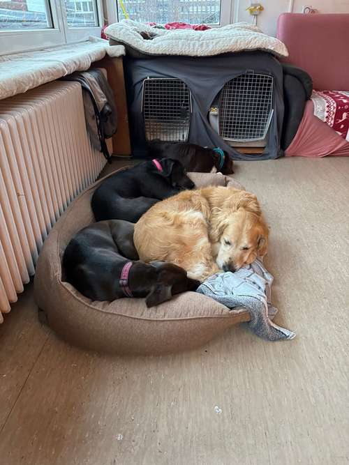 Hundeauslaufgebiet-Doggo Daycare-Bild