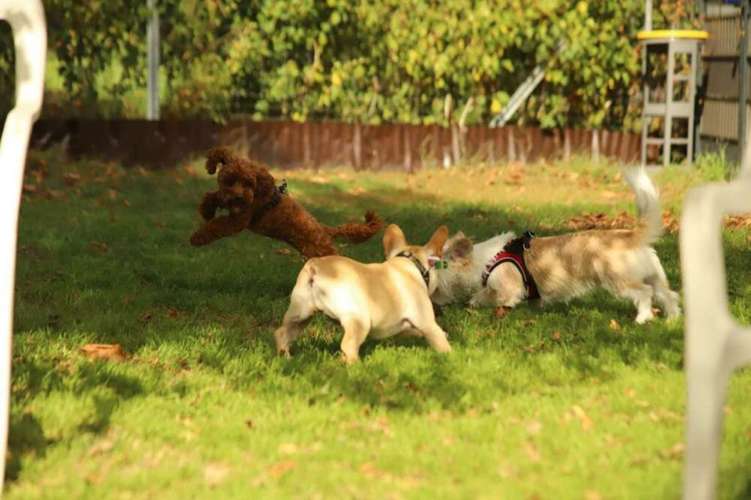 Hundeauslaufgebiet-Die Hundespezl-Bild