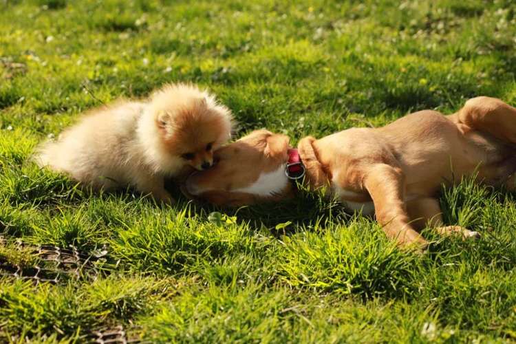 Hundeauslaufgebiet-Die Hundespezl-Bild