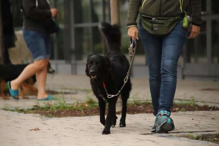 Hundeauslaufgebiet-Die Hundespezl-Bild