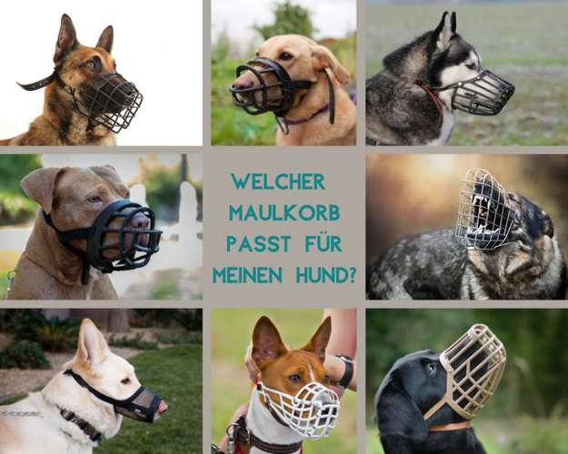 Hundeauslaufgebiet-Die Hundespezl-Bild