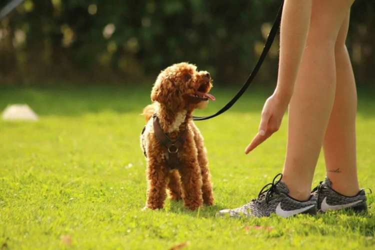 Hundeauslaufgebiet-Die Hundespezl-Bild