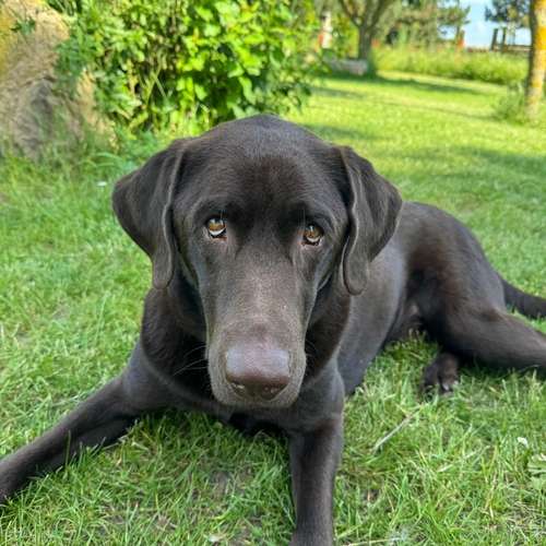 Hundeauslaufgebiet-Paul's Freunde Inh. Sarah Lejeune-Bild