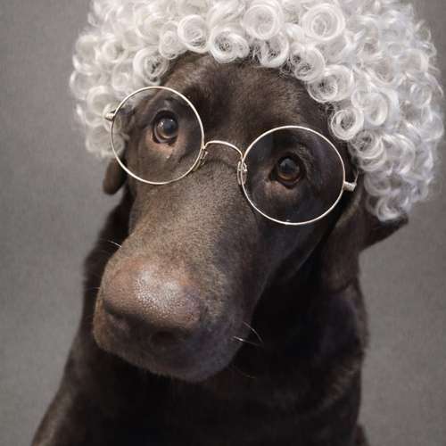 Hundeauslaufgebiet-Paul's Freunde Inh. Sarah Lejeune-Bild