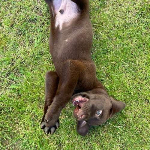 Hundeauslaufgebiet-Paul's Freunde Inh. Sarah Lejeune-Bild